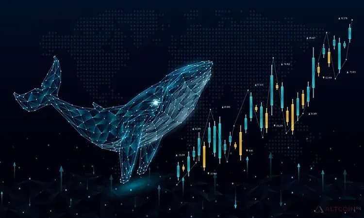 Криптокиты на бирже